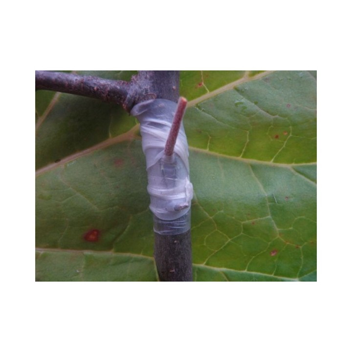copy of 
